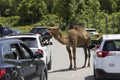 Parc Safari - Dromedary