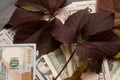 Parcel color of the autumn leaf and dollars in the background.