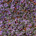 Aerial view bunches of purple roses