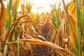 Parched corn field during hot and dry summer Royalty Free Stock Photo