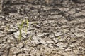Parched earth with small plant Royalty Free Stock Photo