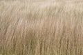 Dried-out grass, background with dried out grass, climate changing, global worming Royalty Free Stock Photo