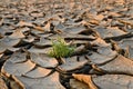 Parched land Royalty Free Stock Photo