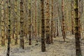 Dried fir forest with prickly twigs and needles, fall season nature background