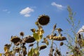 Parched sunflowers