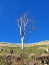 Parched tree Royalty Free Stock Photo