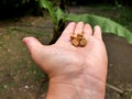 dried coffee beans in white female hand Royalty Free Stock Photo