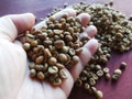 parchment coffee,The species of coffee bean Robusta and Arabica it is almost the same model