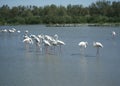 Fenicotteri camargue