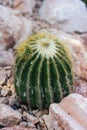 Pardoria schumanniana single cactus with stones