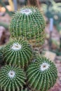 Many pardoria schumanniana cactus with stones