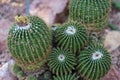 Many pardoria schumanniana cactus with stones