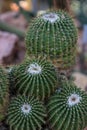 Many pardoria schumanniana cactus with stones