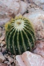 Pardoria schumanniana single cactus with stones