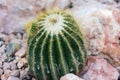Pardoria schumanniana single cactus with stones