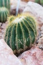 Pardoria schumanniana single cactus with stones