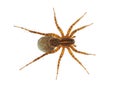 Thinlegged wolf spider with egg sac isolated on white background, Pardosa sp. Royalty Free Stock Photo