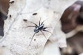 Pardosa saltans (Araneae) common spider in Europe, black and white male