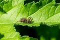 Thin legged wolf spider on leaf Royalty Free Stock Photo