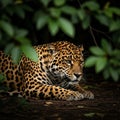 Pardus) rests on the forest floor, surrounded by dense green Royalty Free Stock Photo
