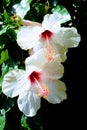 A pare of soft white hibiscus flowers blooming in the garden. Close up. Royalty Free Stock Photo