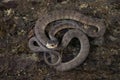 Pareas carinatus snake closeup on bark