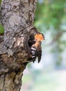 Parent bird feeding a chick in a nest in a tree hole. Eurasian Hoopoe or Common hoopoe (Upupa epops) bird. Royalty Free Stock Photo