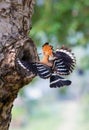 Parent bird feeding a chick in a nest in a tree hole. Eurasian Hoopoe or Common hoopoe (Upupa epops) bird. Royalty Free Stock Photo