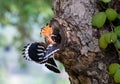 Parent bird feeding a chick in a nest in a tree hole. Eurasian Hoopoe or Common hoopoe (Upupa epops) bird. Royalty Free Stock Photo