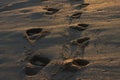 Parent And Child Footprints In Beach Sand