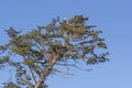 Parent Eagle Watching Over a Fledgeling in the Nest