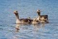 Parent Greylag Geese With Goslings Royalty Free Stock Photo