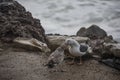 Parent Herring Gull Feeding Young gull