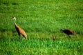 Parent Sandhill Cranes and Their Baby Royalty Free Stock Photo