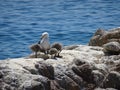 Parent seagull and the gull chicks