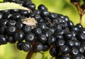 Parent shieldbugs on elderberries Royalty Free Stock Photo
