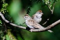Parent and Young Chipping Sparrow Royalty Free Stock Photo