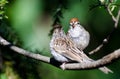 Parent and Young Chipping Sparrow Royalty Free Stock Photo