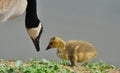 The Parental Bond: Canada Geese