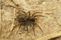 Parental care in a small wolf spider, Pardosa, a female carrying young on her back Royalty Free Stock Photo