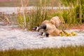 Canadian goose pair guarding clutch of goslings from intruders