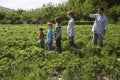 Parents and children 5-9 in a row in strawberry field Royalty Free Stock Photo