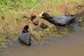 Parent and a three youngs one Eurasian Coot, Fulica Atra in the pond in spring. Royalty Free Stock Photo