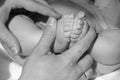 plump legs of a small baby in dad& x27;s hands, love and tenderness for the baby