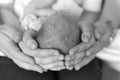 Parents holding head of their child, gray photo