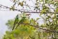 Parents of two birds caught the food in the beaks Royalty Free Stock Photo