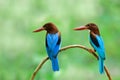 Parents of white-throated or white-breasted kingfishers staying on branch when watching their chicks n front of nest, animal