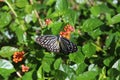 Pareronia spp. Butterfly