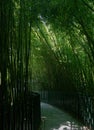 A parh in bamboo Royalty Free Stock Photo