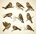 Vector drawing. Tits, sparrows and bullfinches on branches